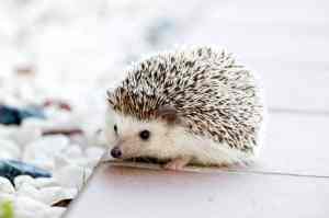 Small Animal Cremation Gilbert AZ