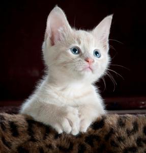 L.E.A.S.H. Pet & Exotic Animal Mortuary Chandler AZ