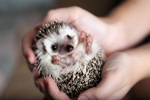 L.E.A.S.H. Pet Mortuary | Pet Cremation Phoenix | Arizona Aquamation