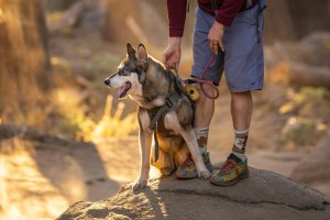Pet Cremation in Phoenix