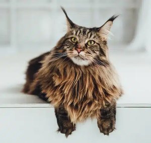 L.E.A.S.H. Pet & Exotic Animal Mortuary provides Cat Cremation in Phoenix AZ