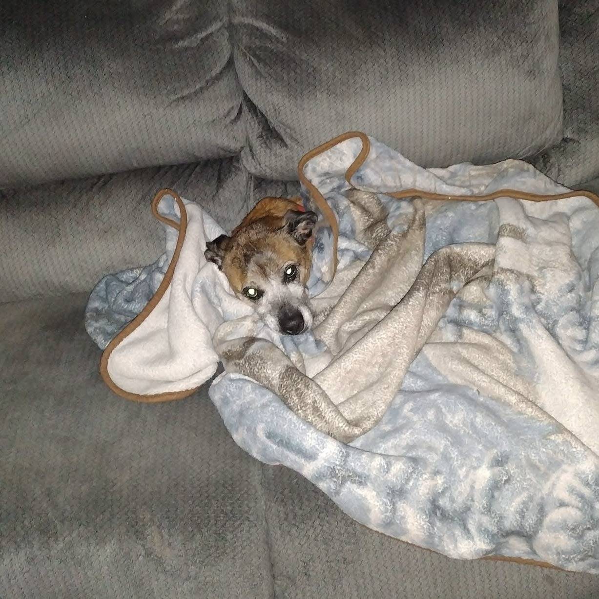 LEASH Obituary Dutchess