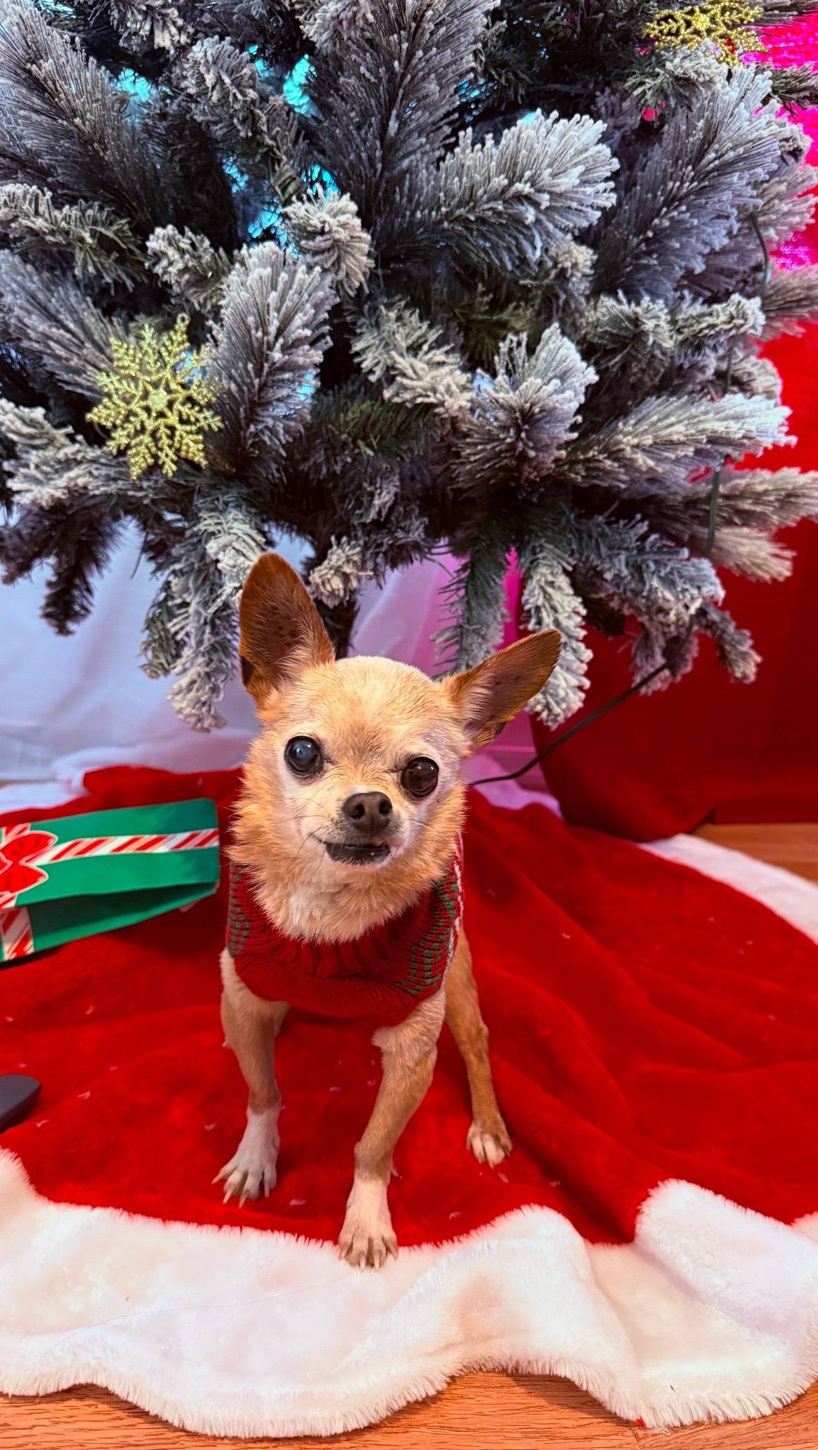 LEASH Obituary Wally